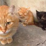 Can a Mother Cat Recognize Her Kittens Among a Group of Cats?