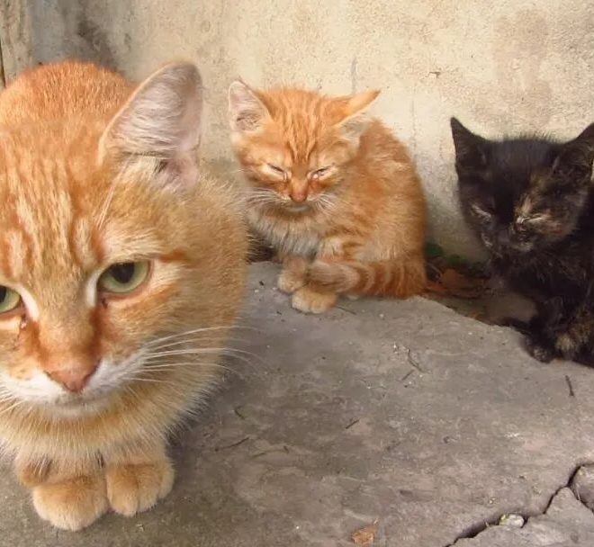 Can a Mother Cat Recognize Her Kittens Among a Group of Cats?