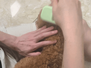 Why Do Dogs Prefer “Anything but a Bath”? With the Right Desensitization, They Can Actually Enjoy Bath Time!