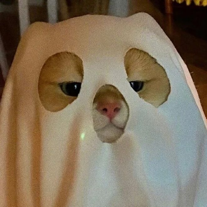 Dogs Are More Obedient, So Why Are More People Turning to Cats?