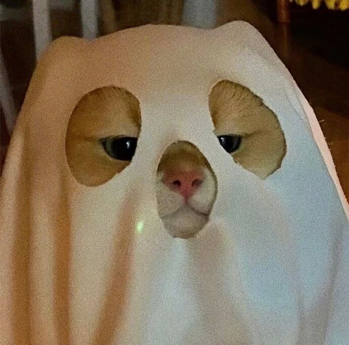 Dogs Are More Obedient, So Why Are More People Turning to Cats?