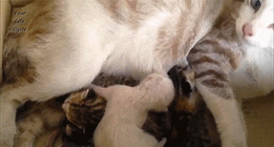 Do Kittens Taken Away at Birth Miss Their Mother?