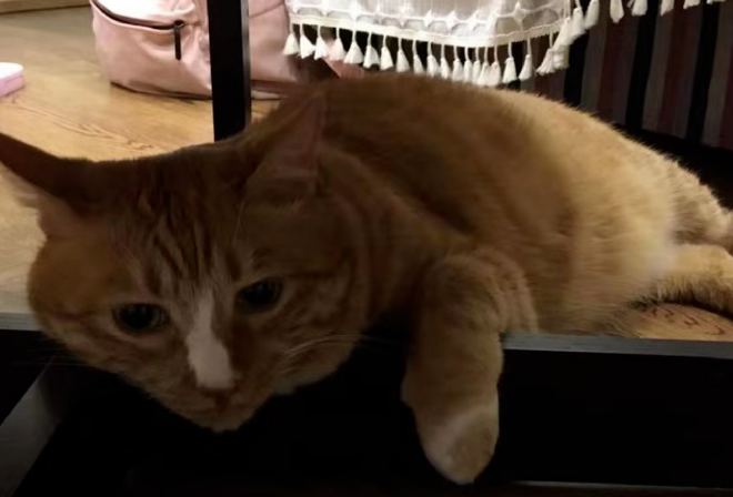 Can Cats Manipulate You Too? 2 Steps to Escape Emotional Traps from Toxic Cats