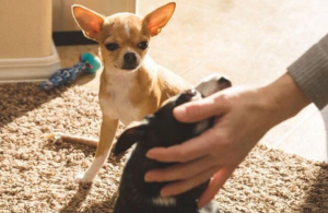 Do Dogs Feel Jealous? Understanding Canine Jealousy Behavior