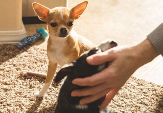 Do Dogs Feel Jealous? Understanding Canine Jealousy Behavior