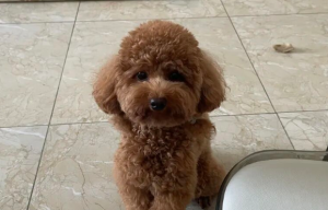 Why Dogs Always Know When You Wake Up