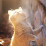 There’s ‘Metaphysics’ in Cat Ownership! Meeting Your Cat Is No Coincidence—It’s Fate