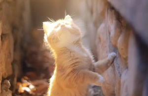 There’s ‘Metaphysics’ in Cat Ownership! Meeting Your Cat Is No Coincidence—It’s Fate