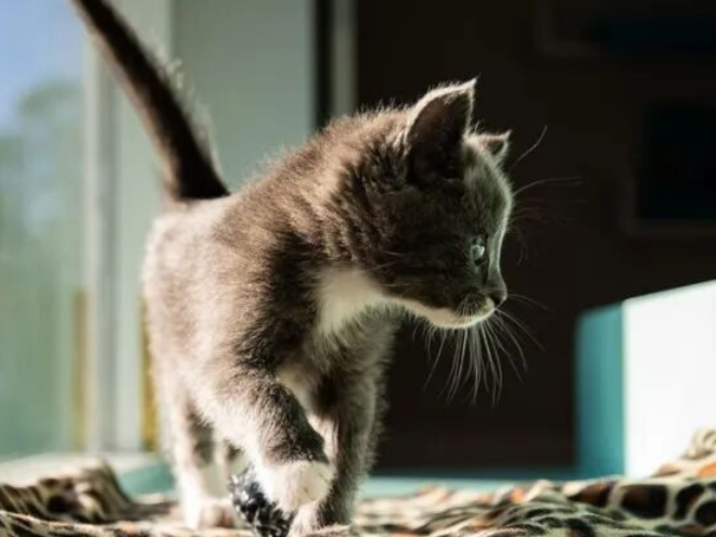 Lifelong Cat Owner? You Still Might Not Truly Understand the World of Cats