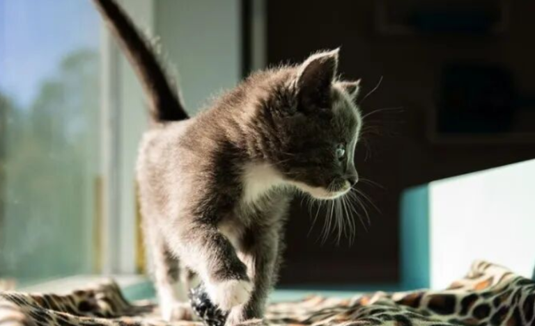 Lifelong Cat Owner? You Still Might Not Truly Understand the World of Cats