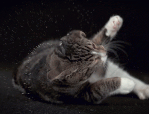 Why Do Cats Shake Their Heads Wildly Without Getting Dizzy?