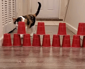 How Strong is Your Cat’s Obstacle-Avoidance Ability? How Do They Do It?