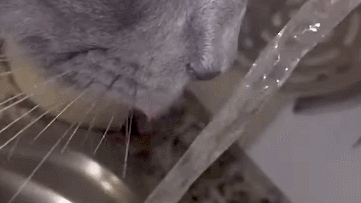 Are the ‘Barbs’ on a Cat’s Tongue Actually Straws?