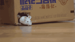 Can Kittens Count? Can They Tell the Difference Between 1, 2, 3, and 4?