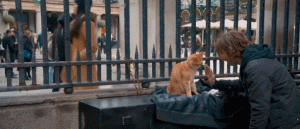 Can Raising a Cat Change Your Destiny? Turns Out, Real-Life ‘Lucky Cats’ Do Exist!