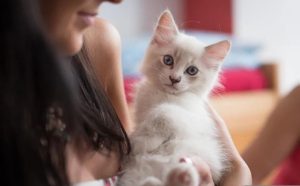 Does Your Cat Have a ‘Stethoscope’? It Can Detect My Pregnancy in One Second!