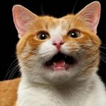 Help! My Cat Has Become a Genius, and It Won’t Stop Talking to Me..