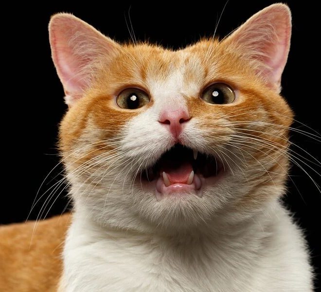 Help! My Cat Has Become a Genius, and It Won’t Stop Talking to Me..