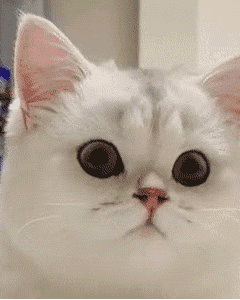 After Raising a Cat for a While, You’ll Realize How They Recognize Their Owner—The Method Will Surprise You