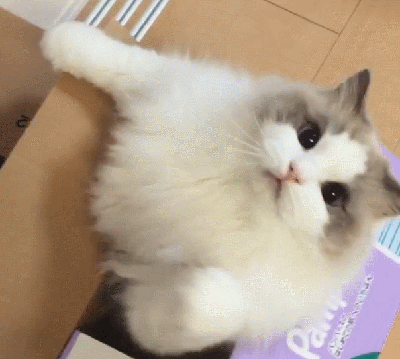 The Longer You Raise a Cat, the More You Realize: Cats Are Truly Spiritual, and the More You Care for Them, the ‘Scarier’ They Seem!