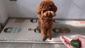 You Might Not Know It, But Dogs Actually Love ‘Training