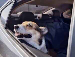 Why Does Your Dog Love to Stick Its Head Out the Window When Riding in a Car? It’s Not Just for the Scenery—Here Are the Real Reasons