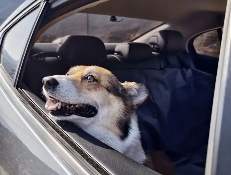 Why Does Your Dog Love to Stick Its Head Out the Window When Riding in a Car? It’s Not Just for the Scenery—Here Are the Real Reasons