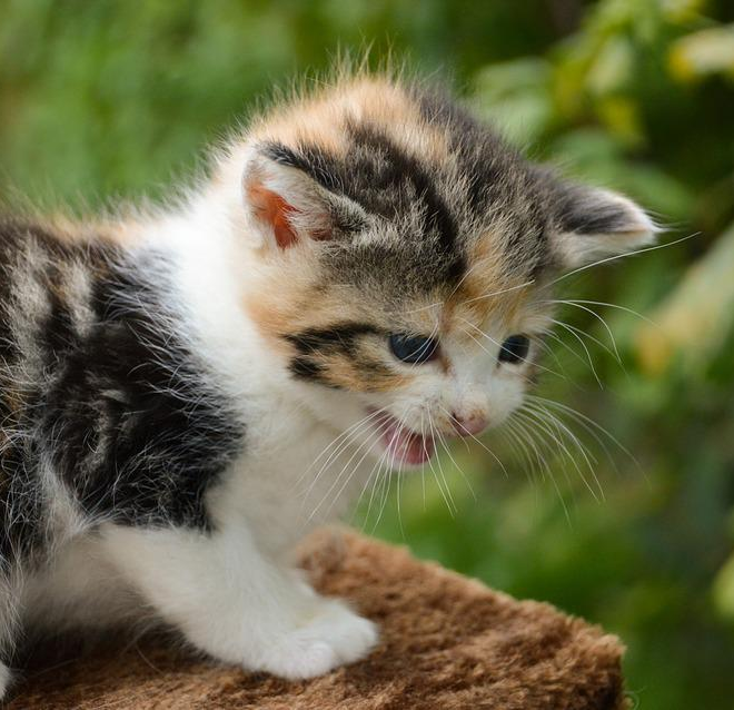 Why Do Cats Ignore Their Names? Is It Because They Can’t Understand Them?