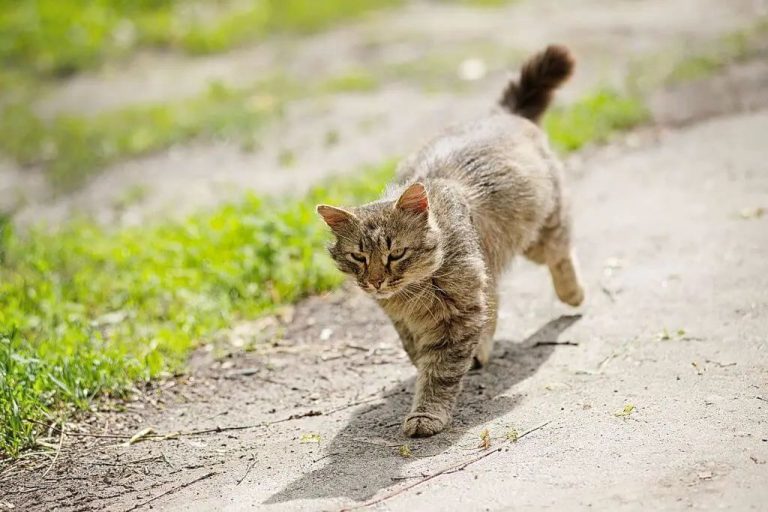 Will a Lost Cat Find Its Way Home on Its Own?