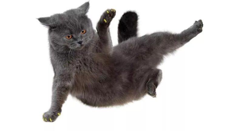 Cats: I Have a Unique “Falling Technique” — A Closer Look at the Truth Behind Cat High-Rise Falls