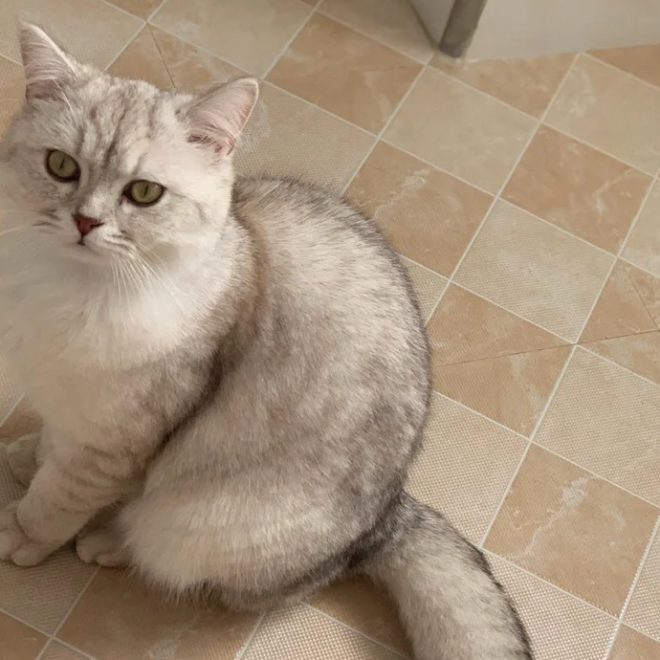 These Cat Behaviors Show Your Kitty Is ‘Protecting’ You—Many People Misunderstand Them!