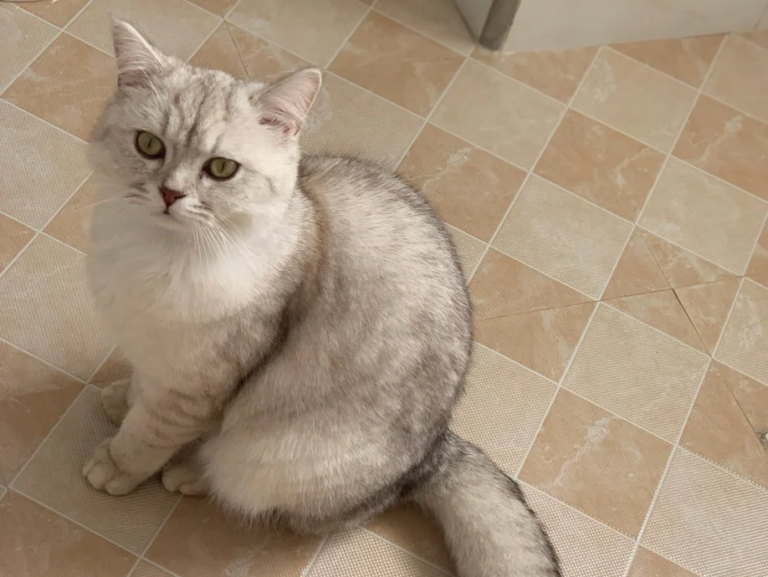 These Cat Behaviors Show Your Kitty Is ‘Protecting’ You—Many People Misunderstand Them!