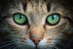 How Is the World Seen by Cats Different from That Seen by Humans?