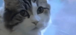 Can Cats Really Predict Death?