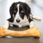 How Long Have You Been Misled by the Idea That Dogs Love Chewing Bones?