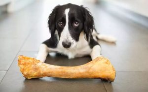 How Long Have You Been Misled by the Idea That Dogs Love Chewing Bones?