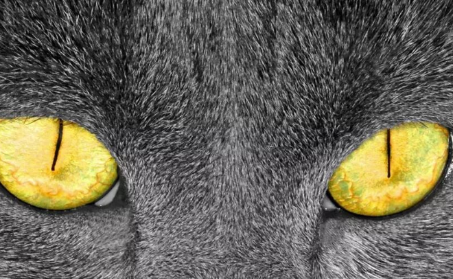 About Feline Aliens, the Astonishing Secrets You Don’t Know