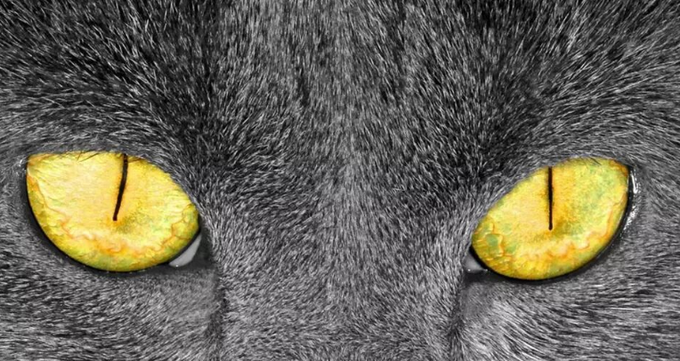 About Feline Aliens, the Astonishing Secrets You Don’t Know