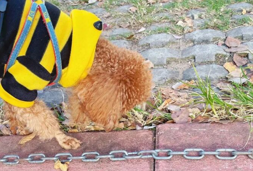 Has Your Dog Achieved ‘Sniffing Freedom’ on Walks?