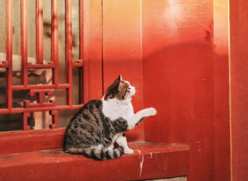 Palace Cats: It’s Not Just About Being ‘Too Cute