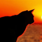 Why Do Cats Get More Active When the Sun Goes Down?