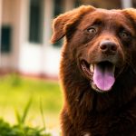 Stop Yelling ‘Stop Barking’! 2Tips to Teach Your Dog Not to Bark Excessively
