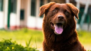 Stop Yelling ‘Stop Barking’! 2Tips to Teach Your Dog Not to Bark Excessively
