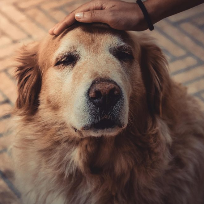 Can Beating a Dog Make It More Obedient? Yes, But Not the Kind of ‘Obedient’ You Think