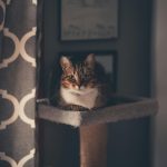 Why Your Cat Ignores You When You Call? It’s Not That They Don’t Understand, They Just Don’t Want to Respond