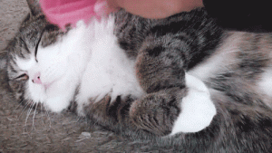 What to Do If Your Cat Is Shy and Aloof? Start Socialization Training Early~