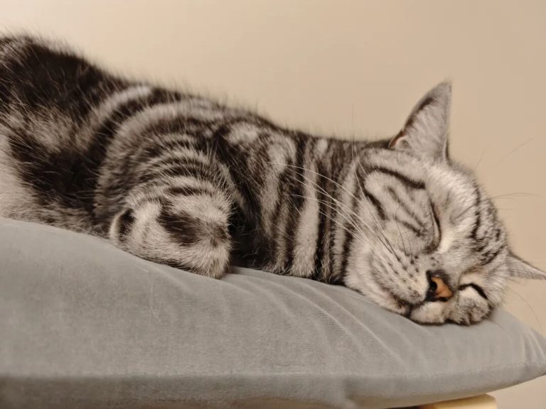 Why Do Cats Keep Purring? Is It a Sign of Comfort or a Cry for Help?