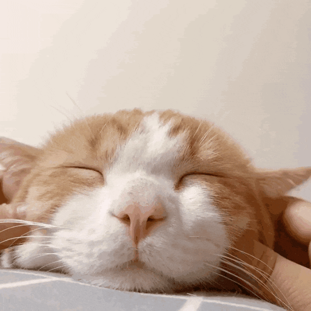 As the Elderly Often Say: ‘You Shouldn’t Raise a Cat for More Than Ten Years’—Is This Just a Superstition or Is There Actual Reason Behind It?