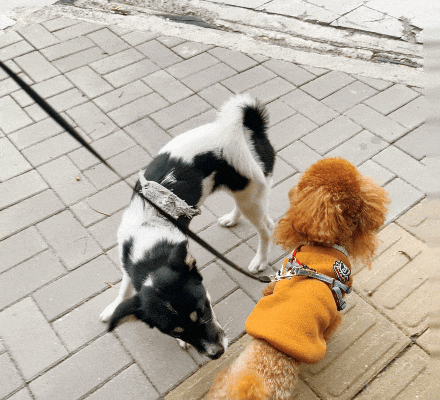 Does Your Dog Pull Like Crazy on Walks? You’re Using the Wrong Training Method.