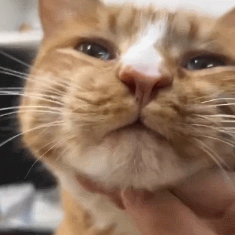 At the Touch of a Button: 9 Magical “Switches” on Your Cat